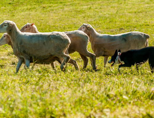 Conheça 5 raças de cães perfeitas para o pastoreio