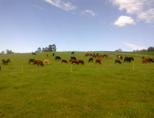 Vantagens do manejo de animais com cercas elétricas rurais