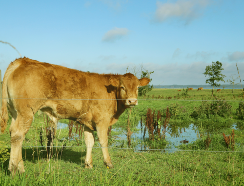 Práticas sustentáveis na pecuária: como reduzir o impacto ambiental da criação de gado