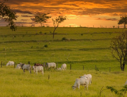 3 dicas essenciais para otimizar a administração da sua propriedade rural