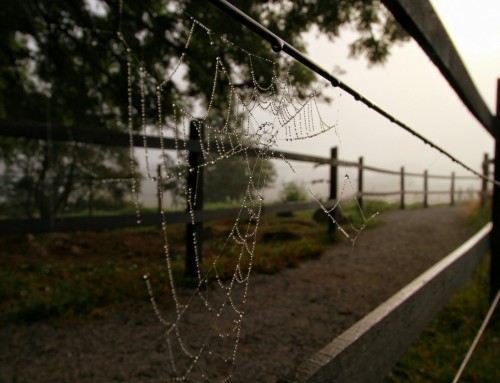 Cerca elétrica rural em lugares úmidos: é possível?